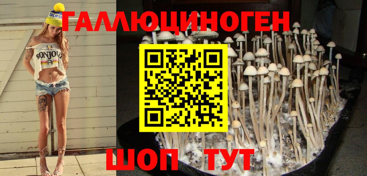 Балахна  Галлюциногенные грибы Psilocybine cubensis  Галлюциногенные грибы прущие грибы  Вход с VPN 